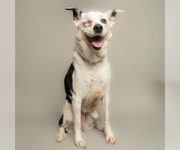 Medium Photo #1 Mutt Puppy For Sale in Rowlett, TX, USA