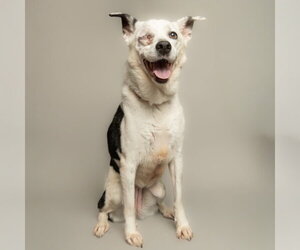 Mutt Dogs for adoption in Rowlett, TX, USA