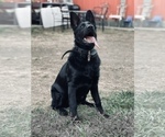 Small Photo #6 German Shepherd Dog Puppy For Sale in HAYWARD, CA, USA