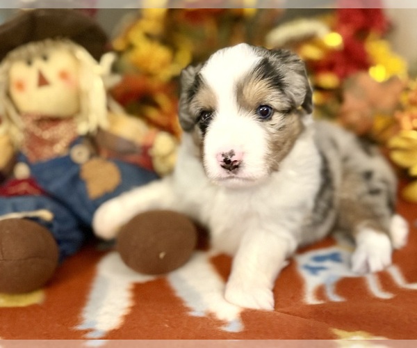 Medium Photo #15 Miniature Australian Shepherd Puppy For Sale in ANTHONY, FL, USA