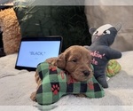 Small Photo #51 Goldendoodle Puppy For Sale in HARTFORD, CT, USA