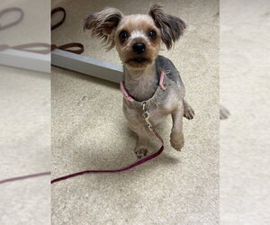 Mutt Dogs for adoption in South Lake Tahoe, CA, USA