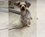 Small Mutt