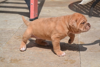 Alapaha Blue Blood Bulldog Puppy for sale in SANTA CLARA, CA, USA