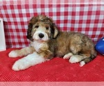 Small Photo #5 Bernedoodle Puppy For Sale in BLACK FOREST, CO, USA
