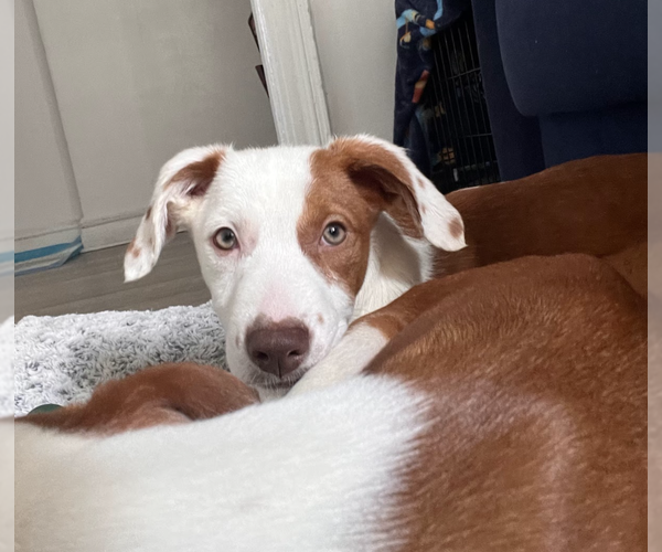 Medium Photo #5 Mutt Puppy For Sale in Brooklyn, NY, USA