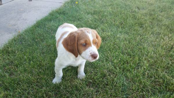 Medium Photo #1 Brittany Puppy For Sale in CHESTER, MT, USA