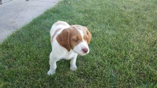 Brittany Puppy for sale in CHESTER, MT, USA