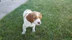 Small Photo #1 Brittany Puppy For Sale in CHESTER, MT, USA