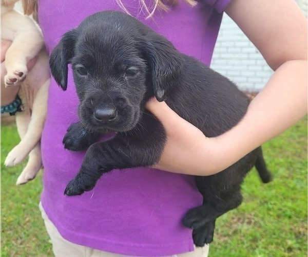 Medium Photo #20 Labrador Retriever Puppy For Sale in BONAIRE, GA, USA