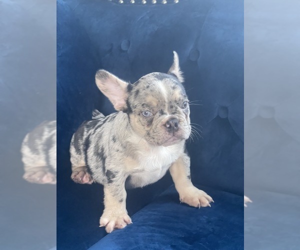 Medium Photo #31 French Bulldog Puppy For Sale in CARY, NC, USA