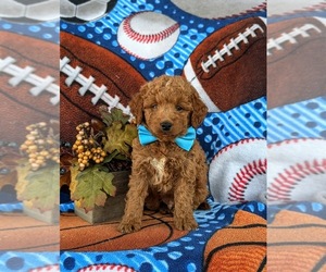 Goldendoodle (Miniature) Puppy for sale in LINCOLN UNIVERSITY, PA, USA