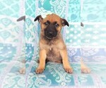 Small Photo #1 Malinois Puppy For Sale in LANCASTER, PA, USA