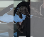 Small #9 Cane Corso