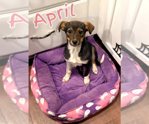 Medium Photo #2 Border Collie-Miniature Pinscher Mix Puppy For Sale in Lexington Park, MD, USA