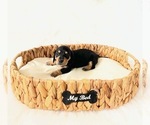 Image preview for Ad Listing. Nickname: AKC Zoey
