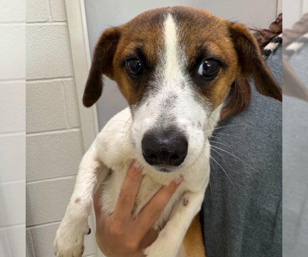 Medium Photo #2 Cheagle Puppy For Sale in Rockaway, NJ, USA