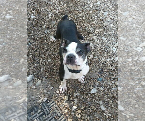 Medium Photo #11 Boston Terrier Puppy For Sale in Foristell, MO, USA