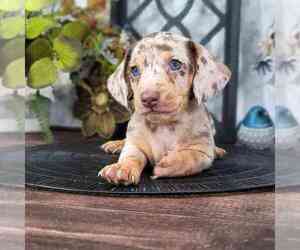 Dachshund Dog for Adoption in MARIETTA, Georgia USA