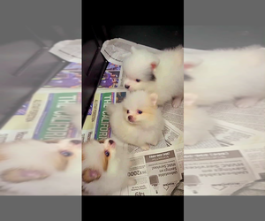 Medium Miniature Spitz
