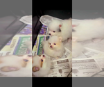 Small Miniature Spitz