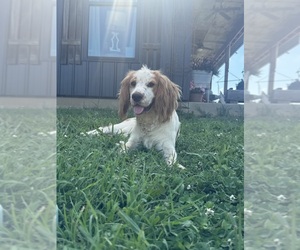 Father of the Cockapoo (Miniature) puppies born on 05/21/2026