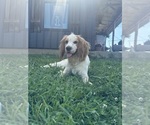 Small Photo #1 Cockapoo (Miniature) Puppy For Sale in CHRISTIANA, TN, USA