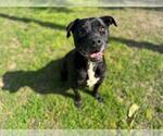 Small #2 American Pit Bull Terrier Mix