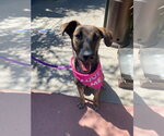 Macy - Female Holland Shepherd-Unknown Mix Dog for Adoption - Small photo