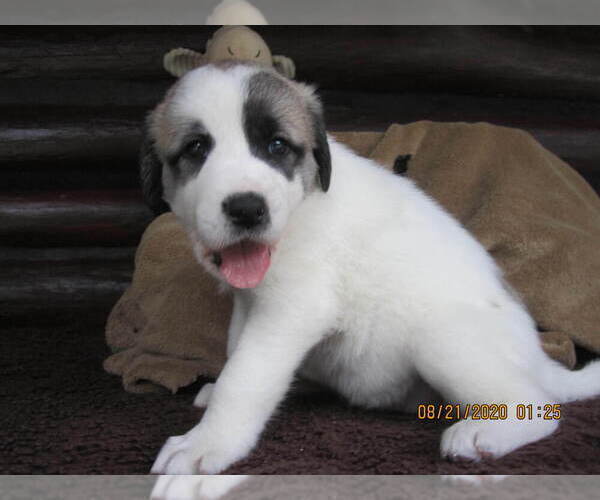 Medium Photo #41 Anatolian Shepherd-Maremma Sheepdog Mix Puppy For Sale in LECANTO, FL, USA