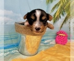Small #15 Morkie