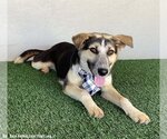 Small Photo #7 Huskies -Labrador Retriever Mix Puppy For Sale in San Diego, CA, USA