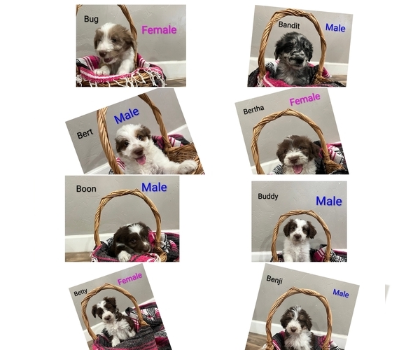 Medium Photo #1 Aussiedoodle Puppy For Sale in PIMA, AZ, USA