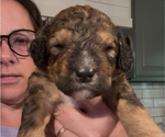 Small Photo #8 Bernedoodle Puppy For Sale in MOULTON, AL, USA