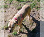 Small #41 American Pit Bull Terrier Mix