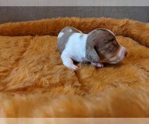 Dachshund Puppy for Sale in SWEET HOME, Oregon USA