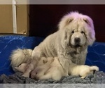Baby boy - Male Chow Chow Puppy for Sale - Photo #6