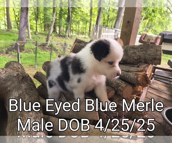 Medium Photo #5 Miniature Australian Shepherd Puppy For Sale in WOODLEAF, NC, USA