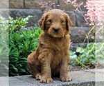 Small Goldendoodle-Poodle (Standard) Mix