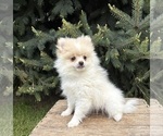 Small #2 Pomeranian