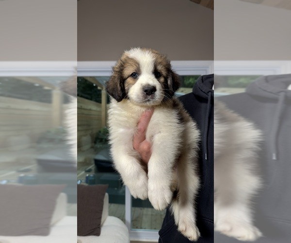 Medium Photo #96 Aussie Pyrenees Puppy For Sale in LEXINGTON, SC, USA