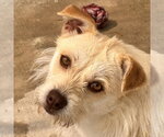 Small Cairn Terrier