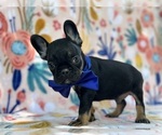 Small French Bulldog