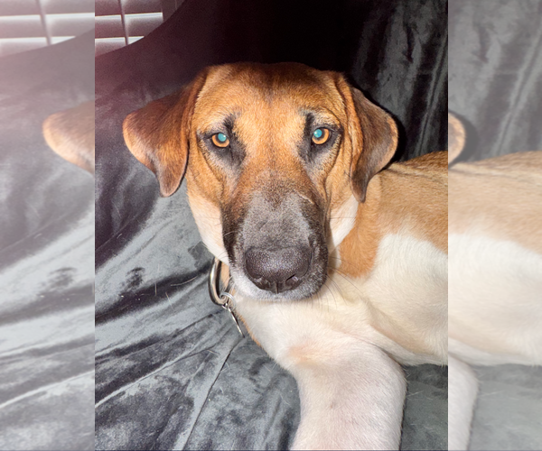 Medium Photo #4 Mutt Puppy For Sale in Holly Springs, NC, USA