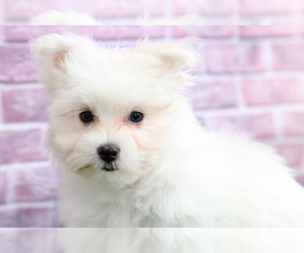 Medium Photo #1 Maltese Puppy For Sale in BEL AIR, MD, USA