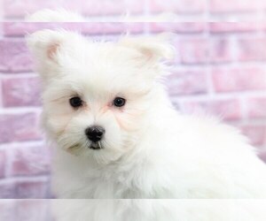 Maltese Puppy for sale in BEL AIR, MD, USA