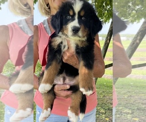 Bernese Mountain Dog Puppy for sale in SPENCER, IN, USA