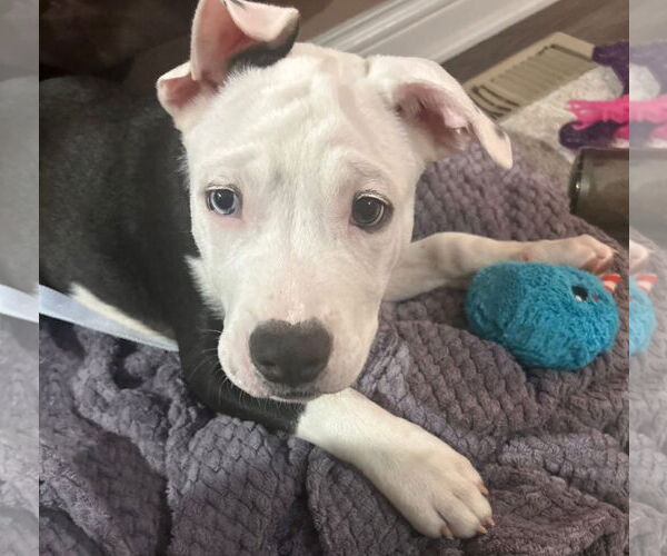 Medium Photo #1 American Pit Bull Terrier-Unknown Mix Puppy For Sale in Germantown, OH, USA