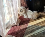Small Photo #1 Pekingese Puppy For Sale in RED LAKE, AZ, USA