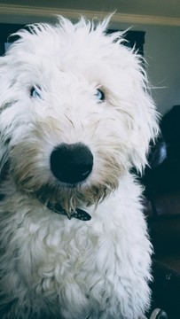 Medium Photo #1 Newfoundland-Old English Sheepdog Mix Puppy For Sale in MIDDLETOWN, NY, USA